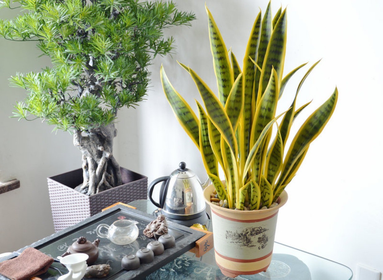 室内好养又好看大气的要买什么花,室内净化空气的花最好养哪几种