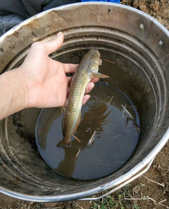江苏一河沟里出现大量“巨型土憨巴”，其实这是一种海里的沙光鱼