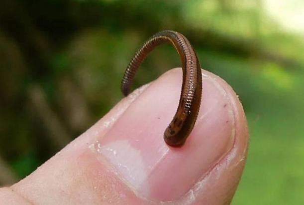 如果水蛭不小心吃掉了怎么办,误食活水蛭有什么危害