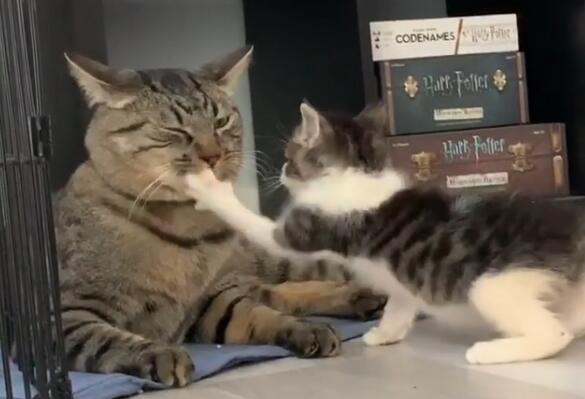 小猫扇大猫巴掌,小猫扇巴掌