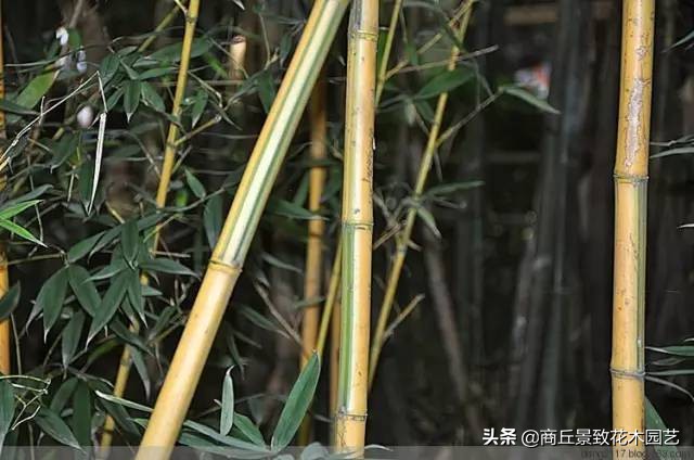 竹子大全,各种竹子大全