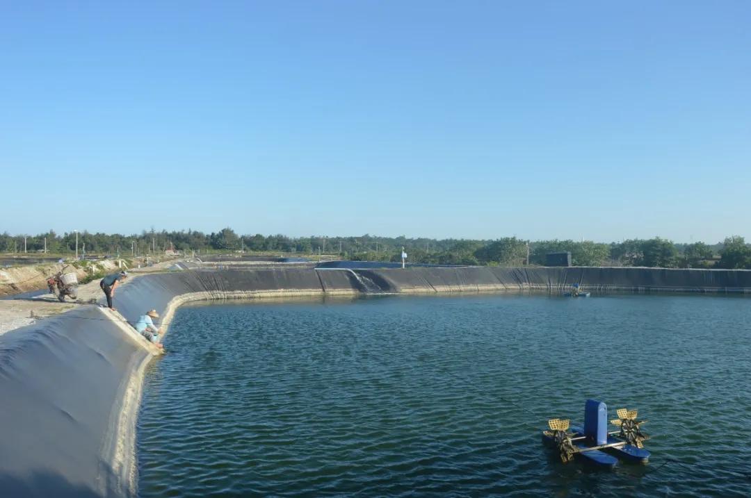 石斑鱼寄生虫类疾病防控技术,石斑鱼孢子虫最佳防治方法