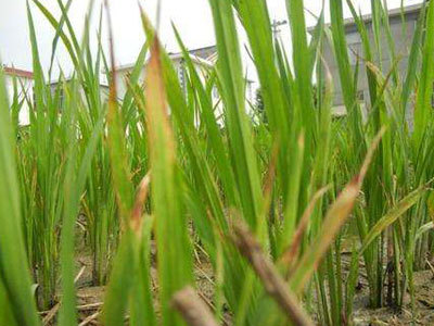 作物发生药害后怎么补救,作物发生药害了怎么办