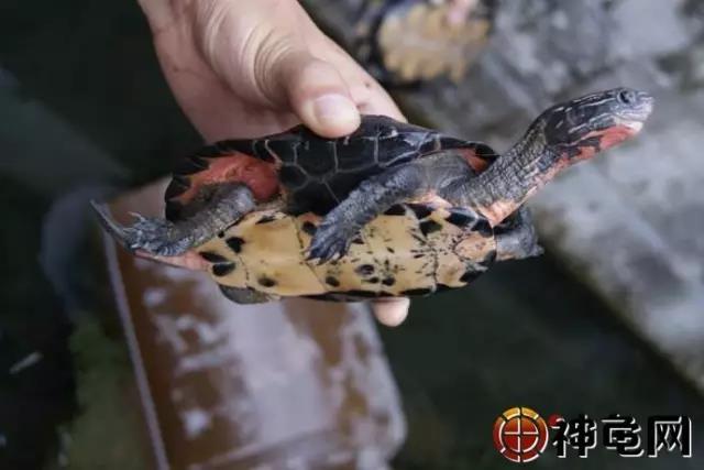 养龟要做好防病措施,怎样管理和养殖家庭龟