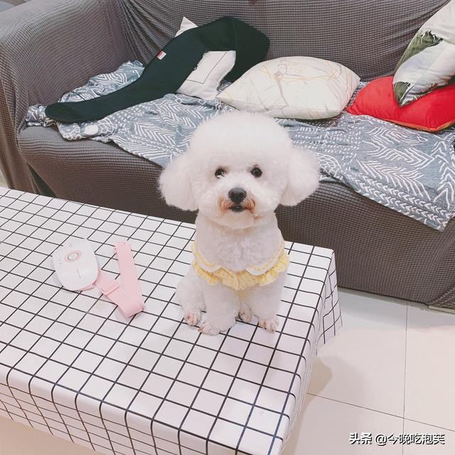 如何让比熊犬的毛变漂亮,比熊犬怎么让毛发蓬松顺滑