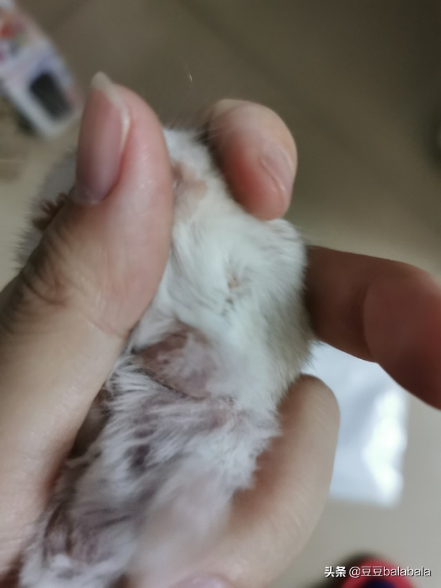 小仓鼠病好了什么症状,小仓鼠豆豆