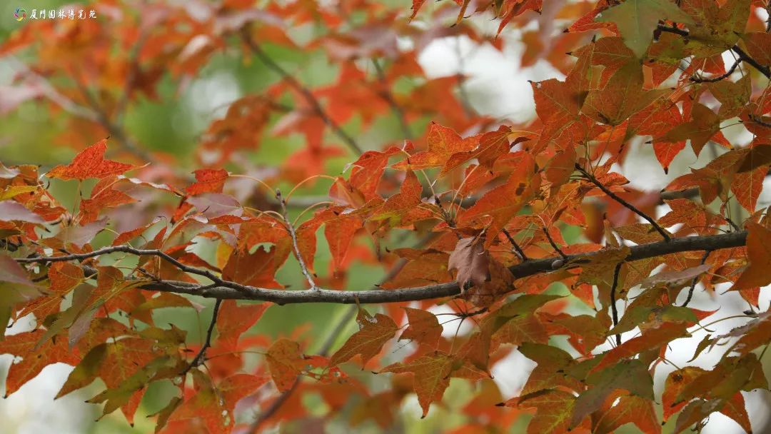 速来!园博苑有让*欲人**罢不能的季相变化之美,还有众多萌物陪伴你~