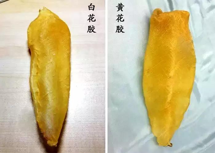 真正的花胶是怎么样的,最好的花胶有何标准