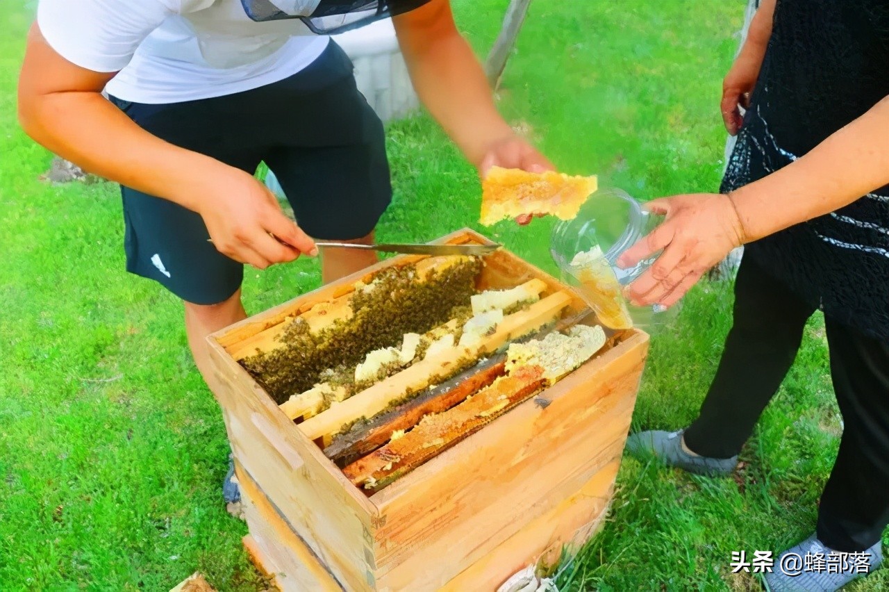 枣花蜂蜜几月份取蜜最佳,蜜蜂流蜜期多久取一次蜜