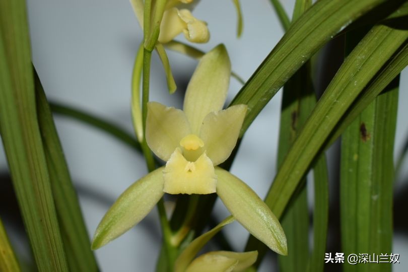 养兰花有必要用兰菌灵,养兰花会中毒吗