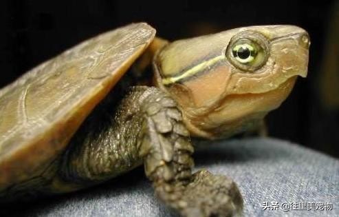 涓嶄細缂╁ご涔岄緹鏄粈涔堥緹,涓轰粈涔堝疇鐗╅緹濂藉儚缂╁ご涔岄緹