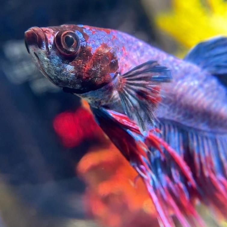 外国女子救下崩溃男子,外国女生救斗鱼