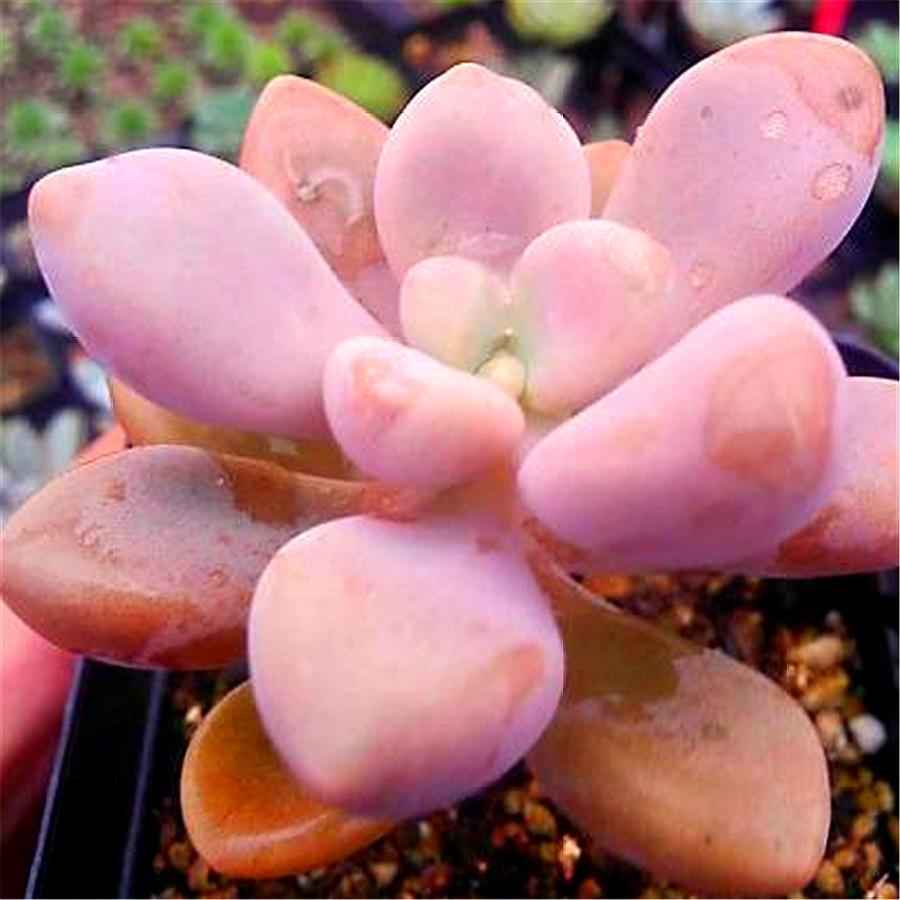 多肉艾伦斑怎么处理,多肉艾伦叶片有黑点是什么问题