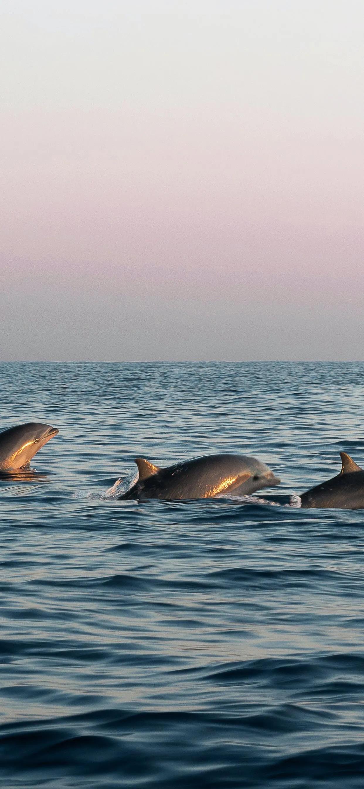 海洋壁纸2023,海洋系列壁纸