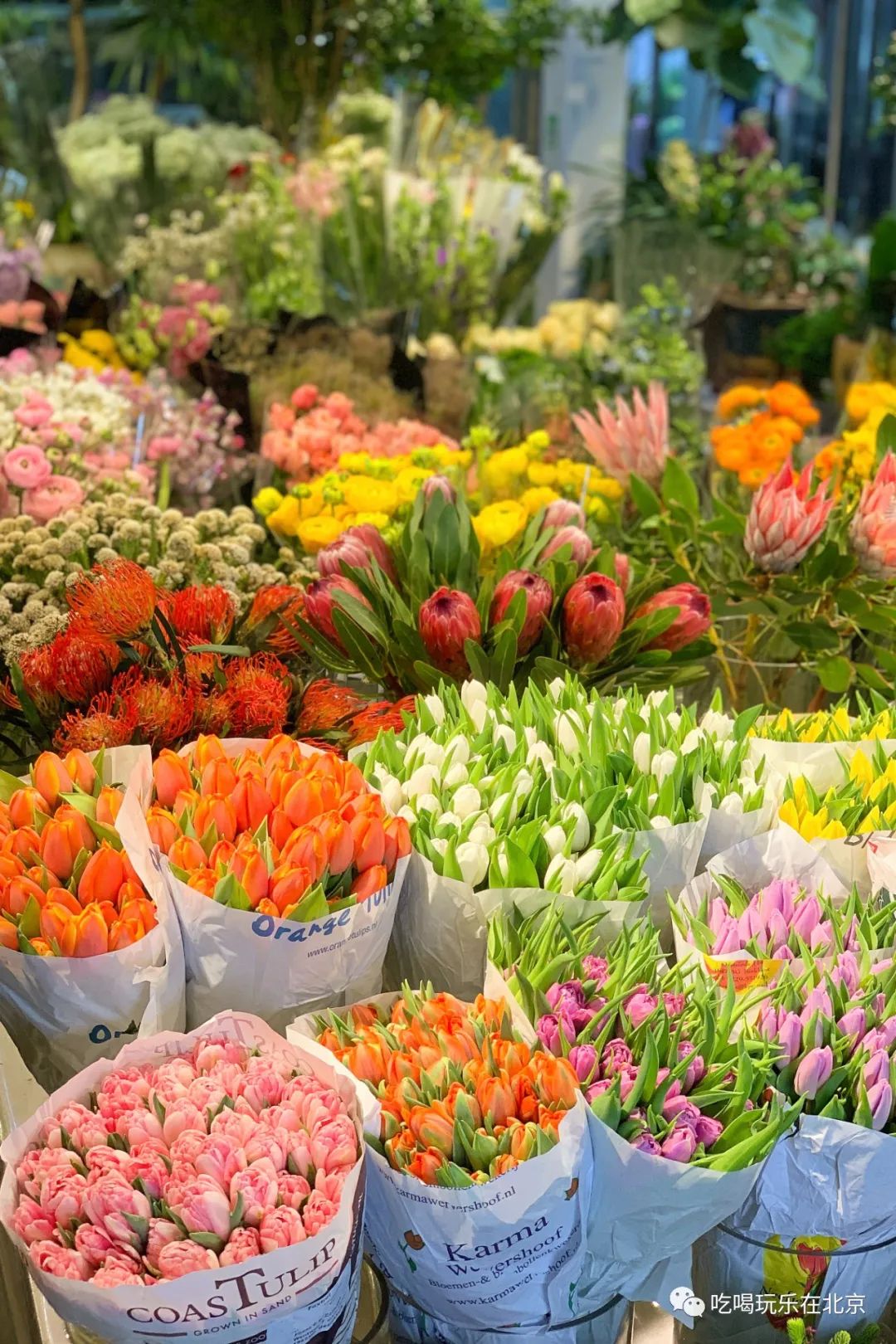 北京花市攻略大全,北京最美赏花景点