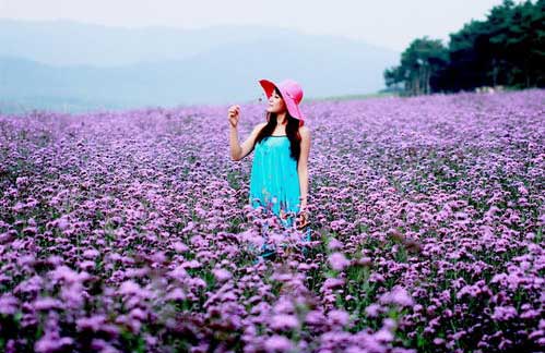 六月份来了,薰衣草进入盛花期,来国内这9个最美的薰衣草花海吧