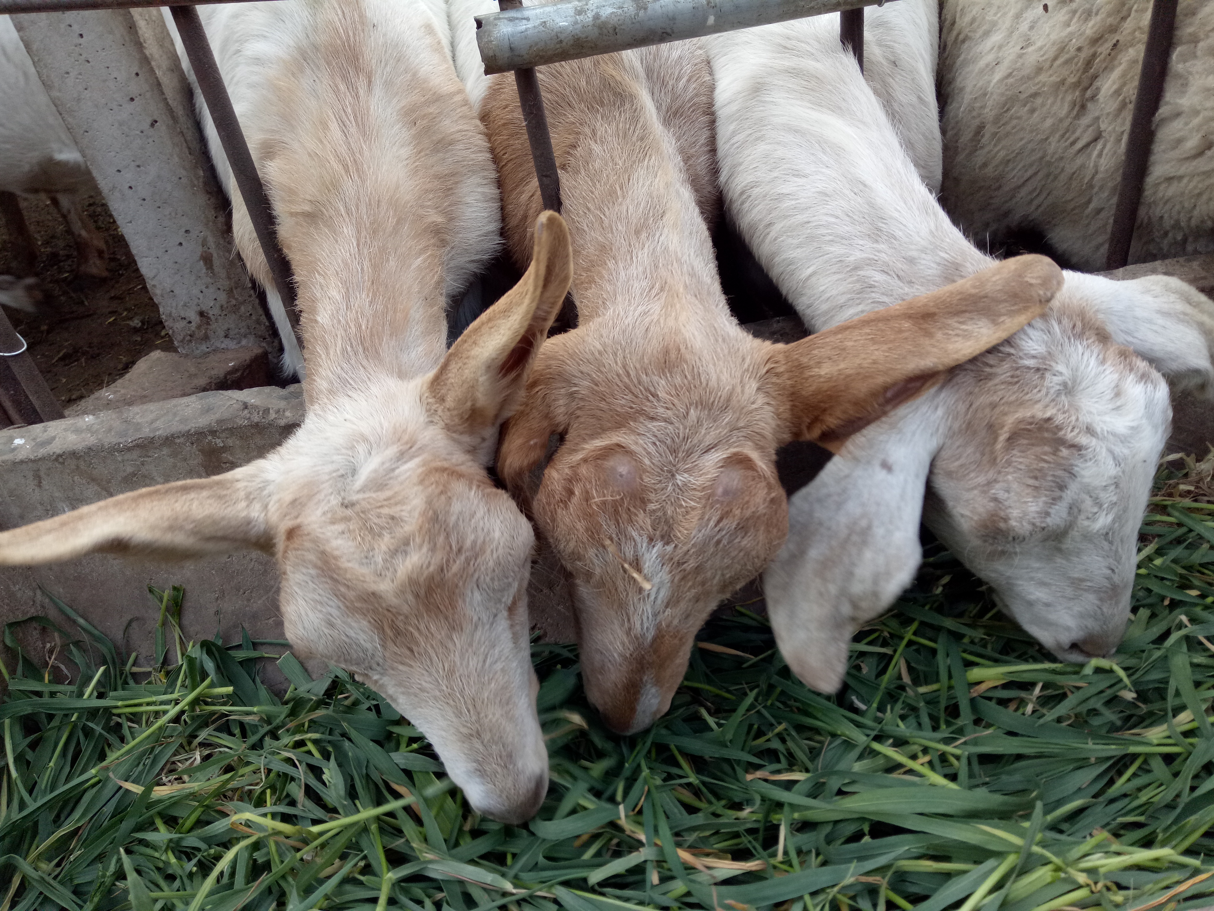 羊瘫痪生不出小羊怎么办,圈养羊最容易得啥病