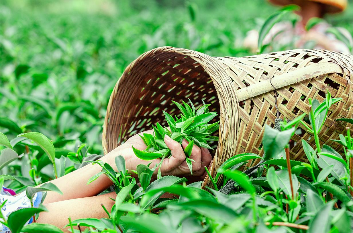 横坑五指嶂,横坑五指嶂云雾茶团购
