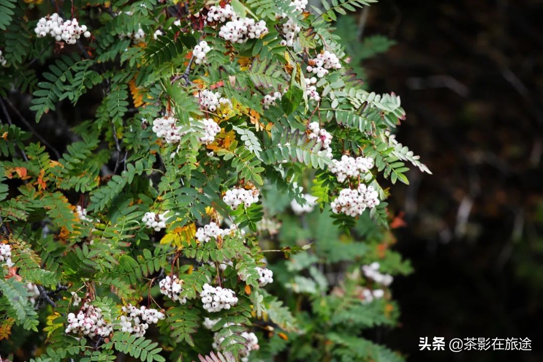 进藏旅行记,林芝巴松措结巴村民宿哪家好