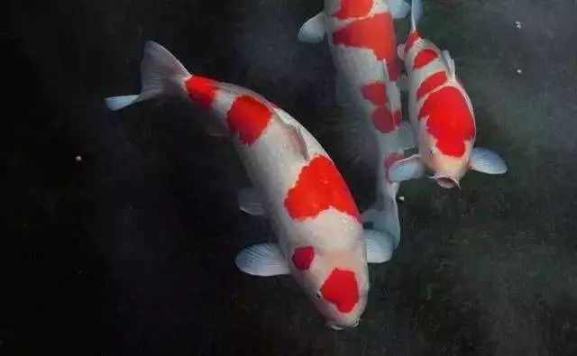 养锦鲤基本知识和技巧,新手怎么养锦鲤才养得好