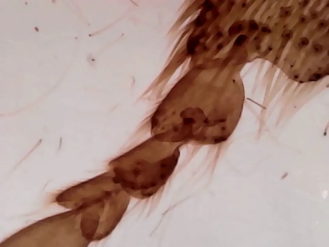 暑假孩子玩手机不如打篮球吧,儿童显微镜放大蚂蚁120倍