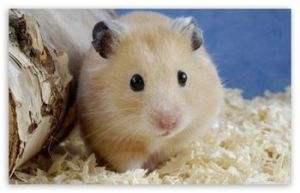 怎样的仓鼠好养又温顺可爱,什么仓鼠最温顺又可爱又好养