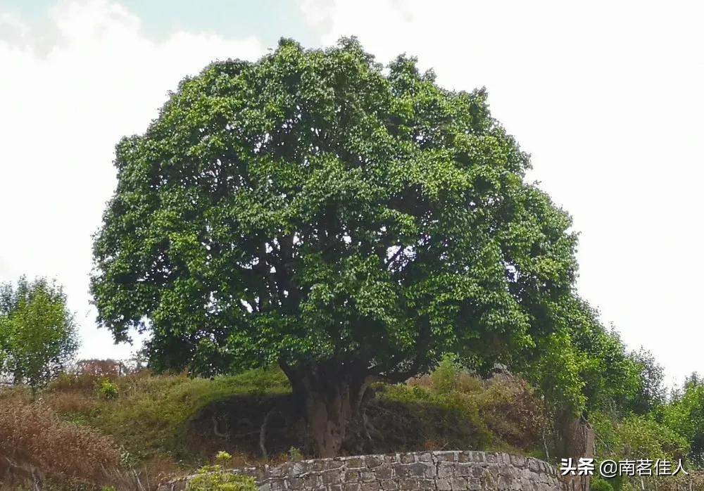 “锦绣茶尊”拍出1068万元天价，这喝的还是茶吗？