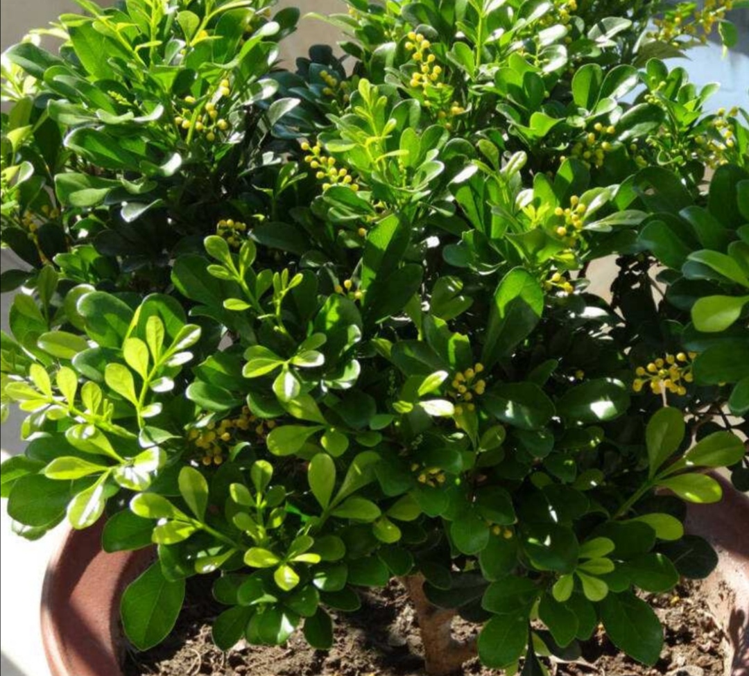 米兰有花骨朵但是不开花怎么回事,冬天室内温度二十度米兰会开花吗