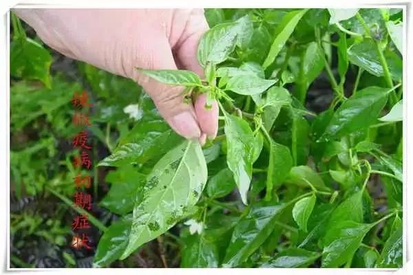 辣椒病害图谱大全大图,辣椒病害大全图片及防治方法