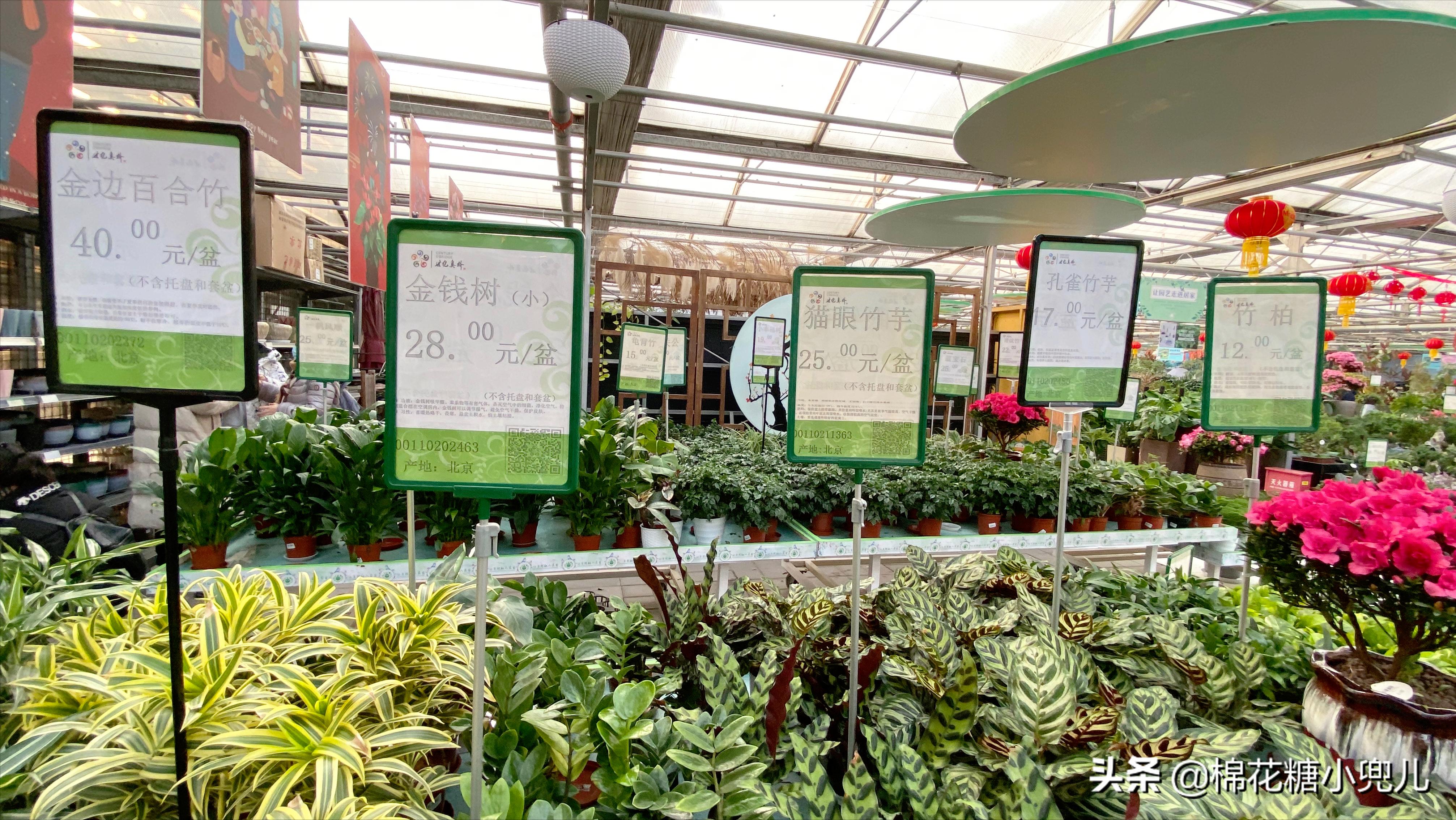 北京最大花卉绿植市场,北京最便宜绿植花卉市场