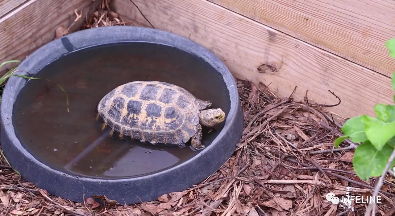 TSA这次聊的龟，连维基百科都没有完整介绍——苏拉威西白头龟