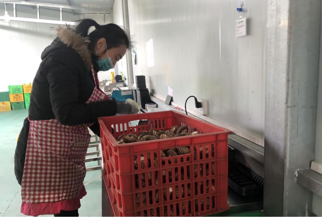 新春走基层|“菜篮子”里的“杨凌味”
