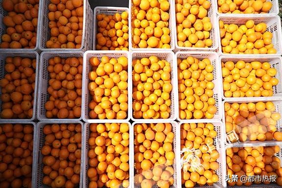 田间地头都是戏重庆奉节有个“犟老头”卖橙玩转直播