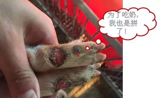 母猪奶水少快速解决方法,母猪奶水少怎么办呀