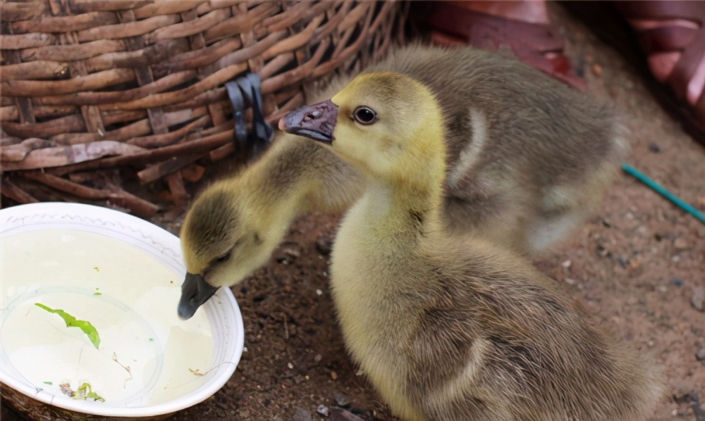 小鹅不吃食怎么治疗最有效,小鹅不消化怎么处理