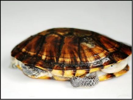 刺颈龟属图片,刺颈龟是保育品种吗