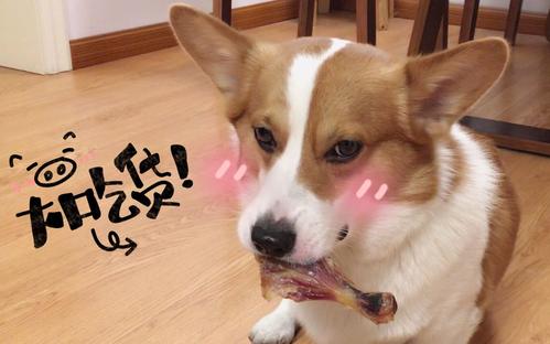 这几种狗越养越想扔掉要谨慎饲养,十种不建议养的宠物狗