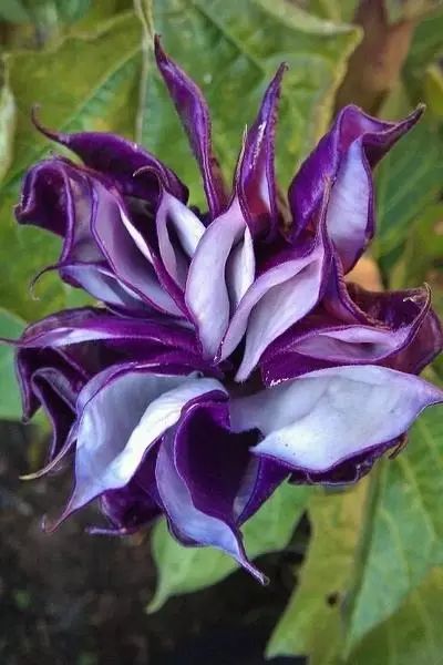 世界顶级奇花异卉,最美奇花异卉