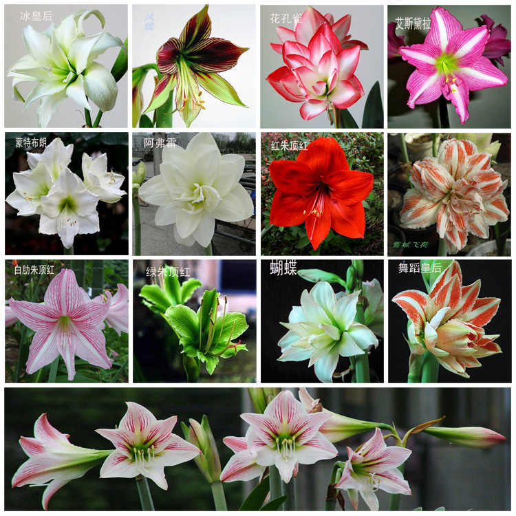 这8种花你不要乱浇水,新手种花品种推荐