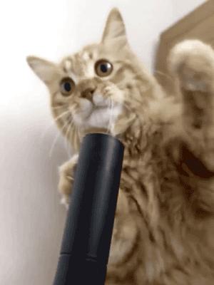 盘点那些霸道总裁猫咪,霸道总裁猫咪