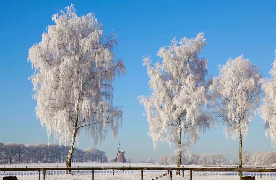 描写冬天柳树的优美句子,诗词赏析及知识普及