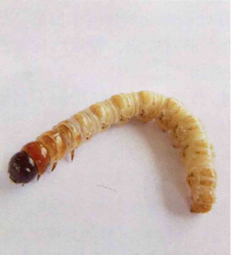 一点同缘蝽幼虫,浅叶蛾怎么防治