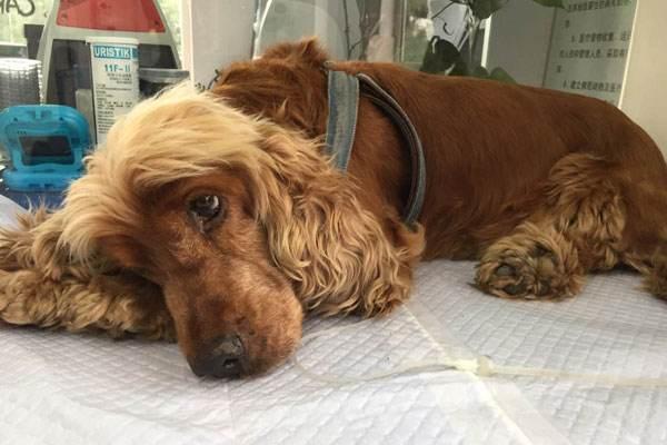 老年犬的4个征兆,老年犬会出现的症状