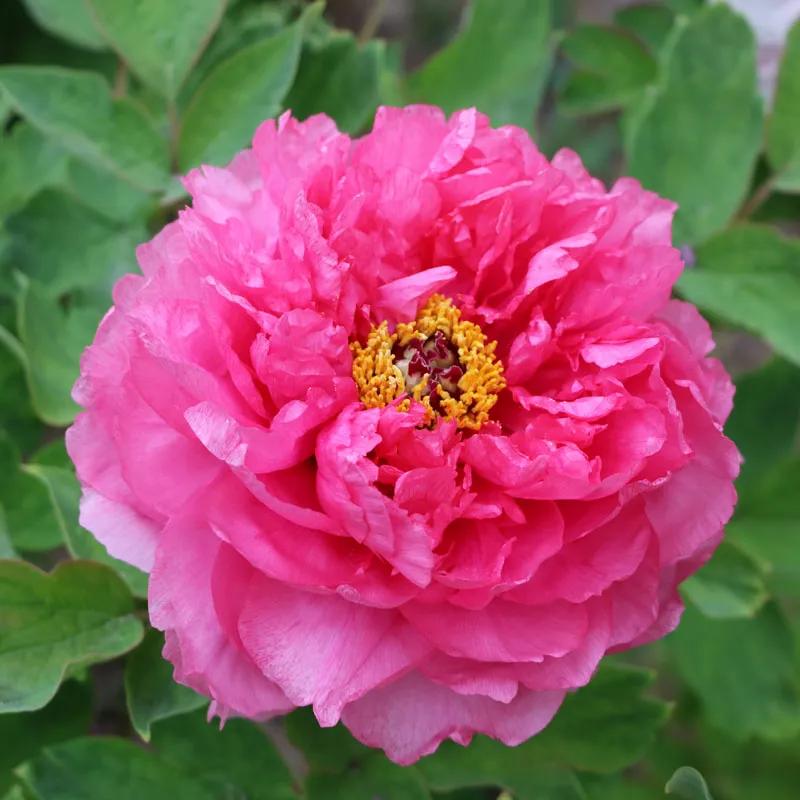 国色天香牡丹花雍容华贵,花中之王国色天香牡丹花