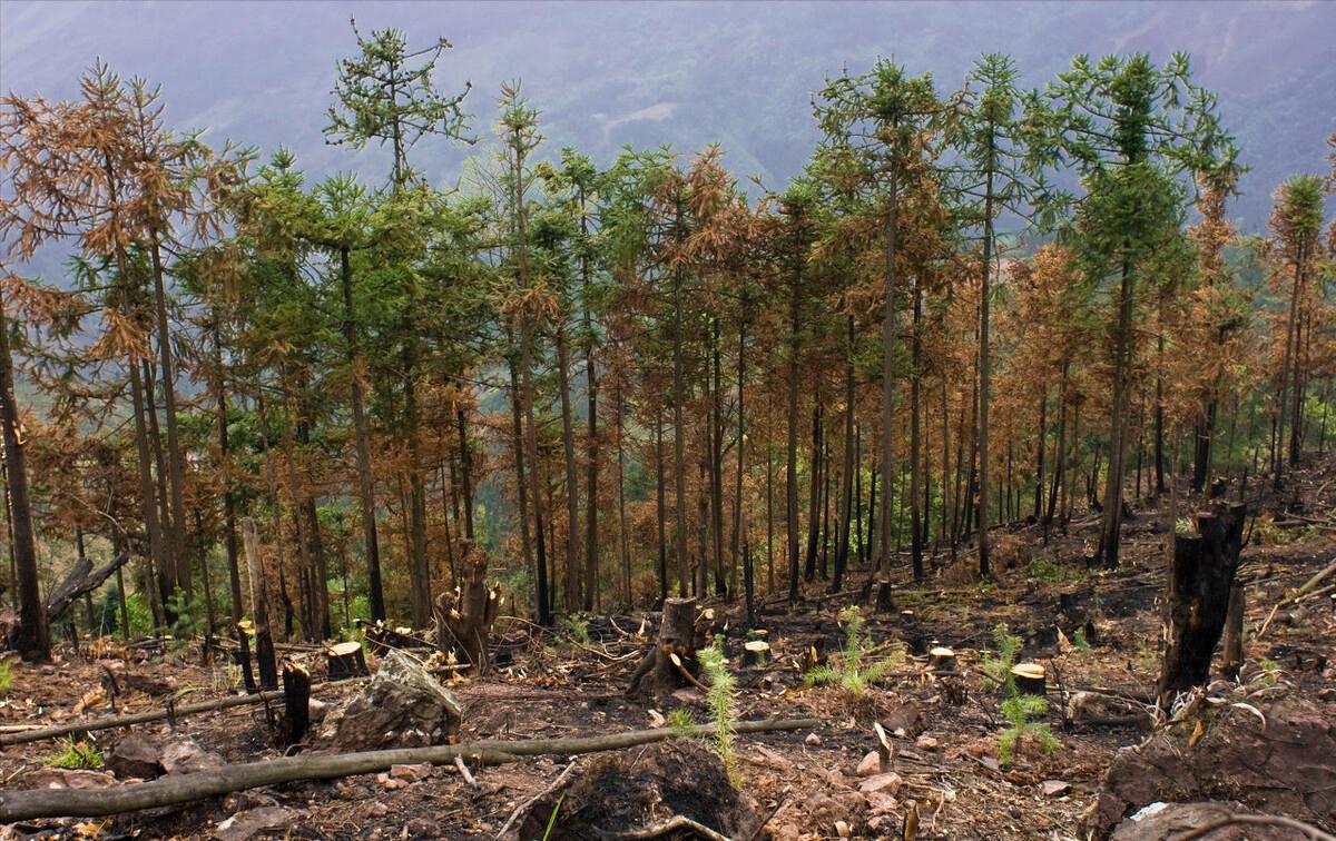 兰花属于保护植物为什么还有人挖,禁止兰花采挖的真正原因