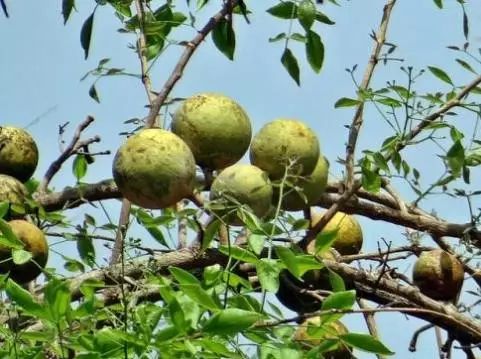 东南亚9大奇葩水果,第3个在中国是爆款!