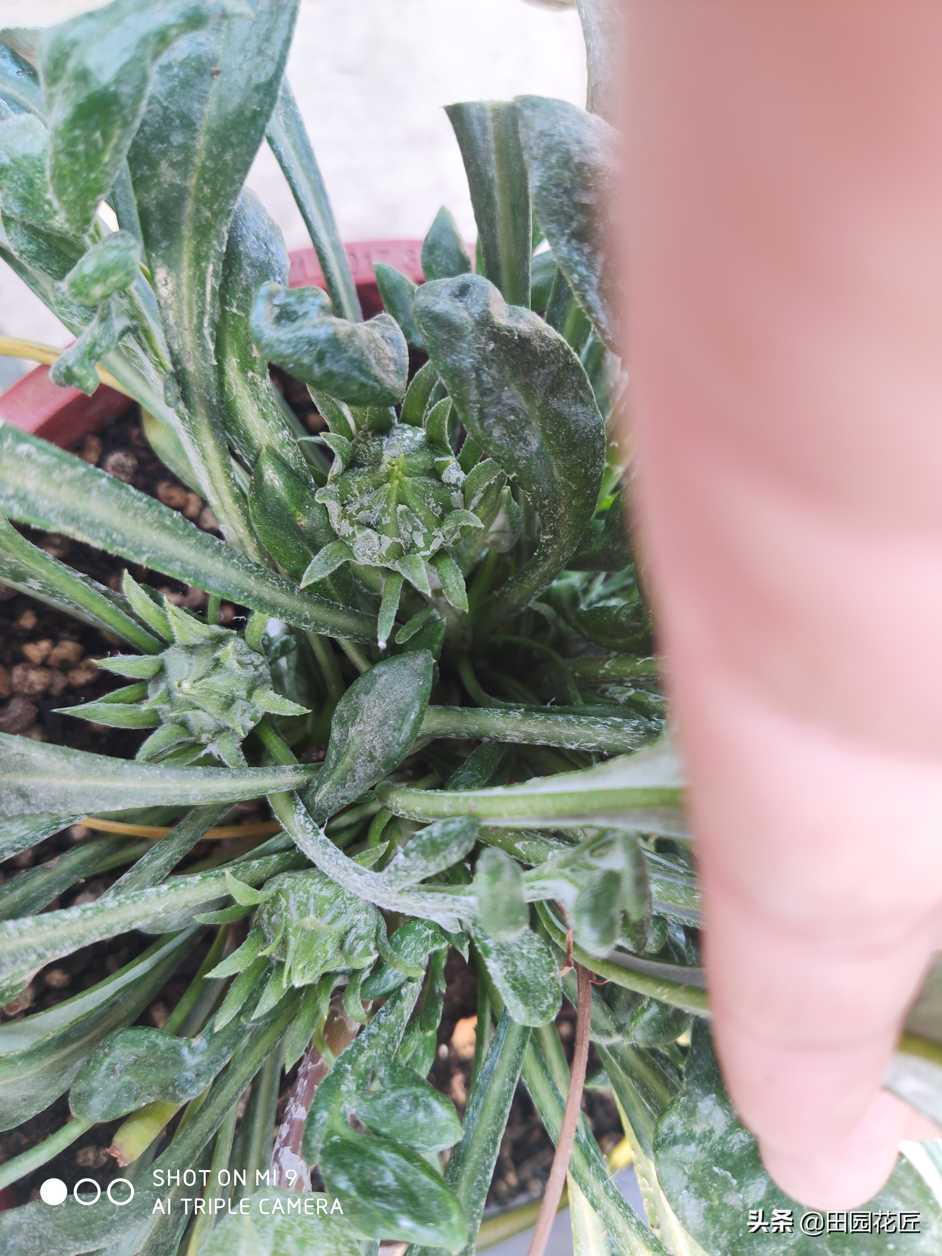 勋章菊的花苞晚上要闭合吗,勋章菊的正确护理方法