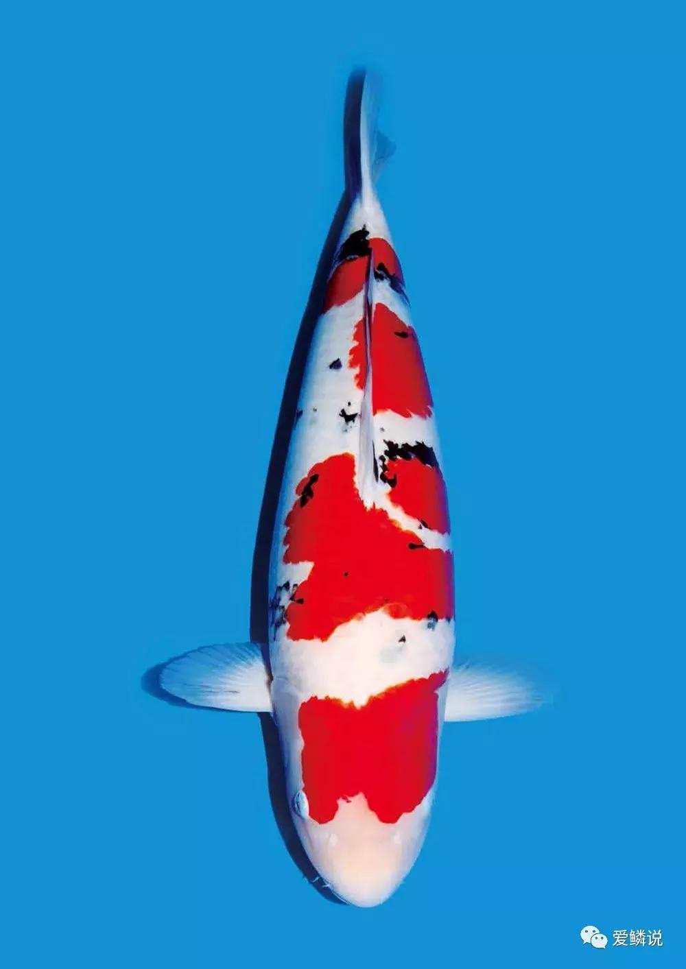 水体ph高的症状,水体ph高最快的解决办法