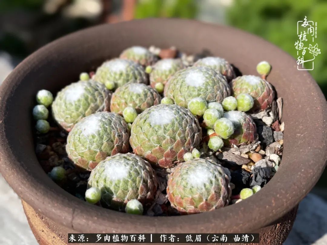 多肉植物百科如何投稿,感谢多肉植物百科的陪伴