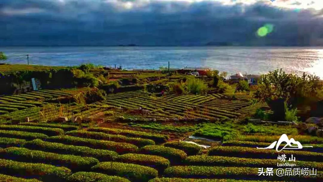 崂山茶特色,简单也许是最好的